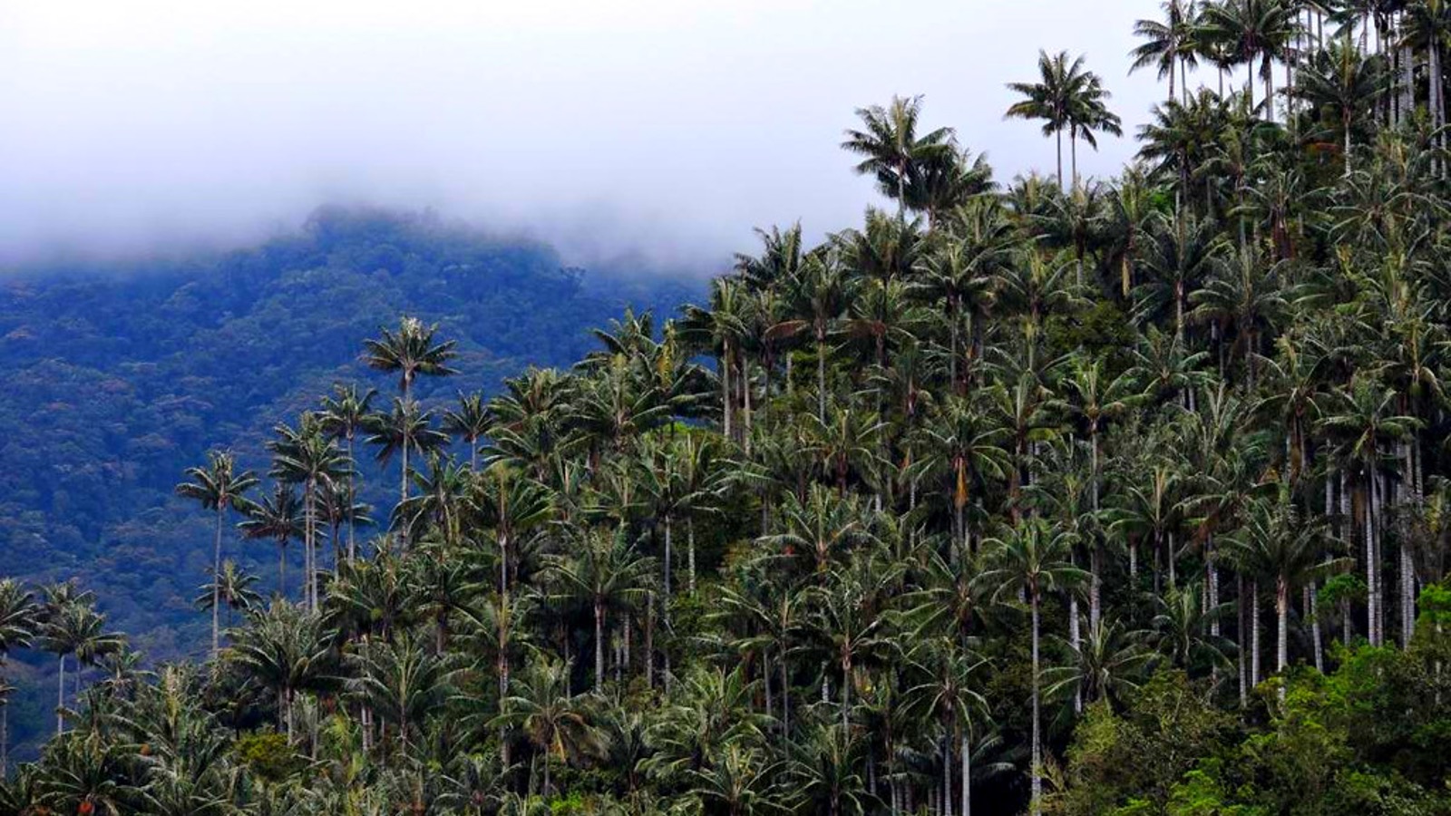 miles destinos, turismo, pasadias, transporte en ibagué, colombia
