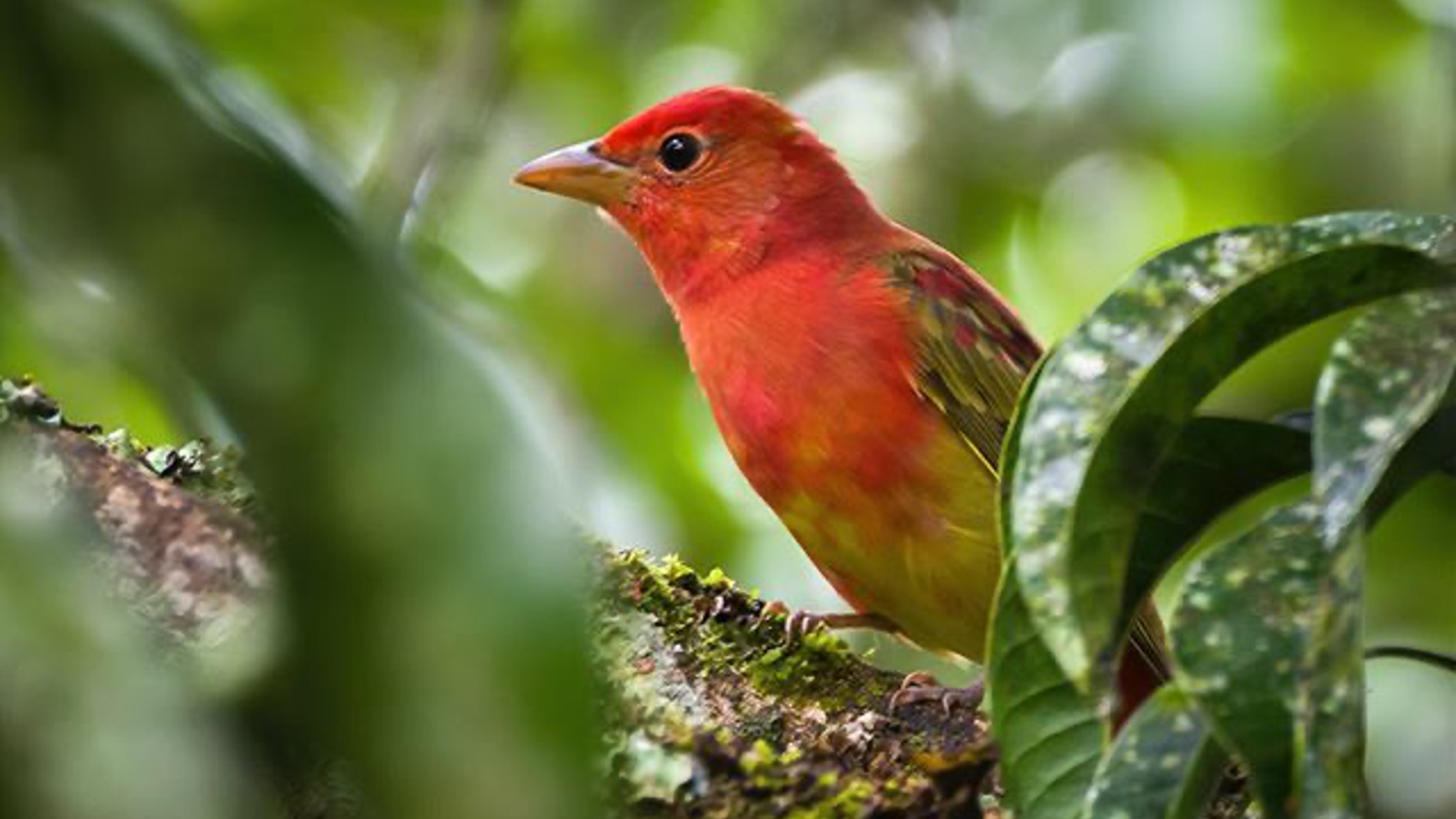 miles destinos, turismo, pasadias, transporte en ibagué, colombia