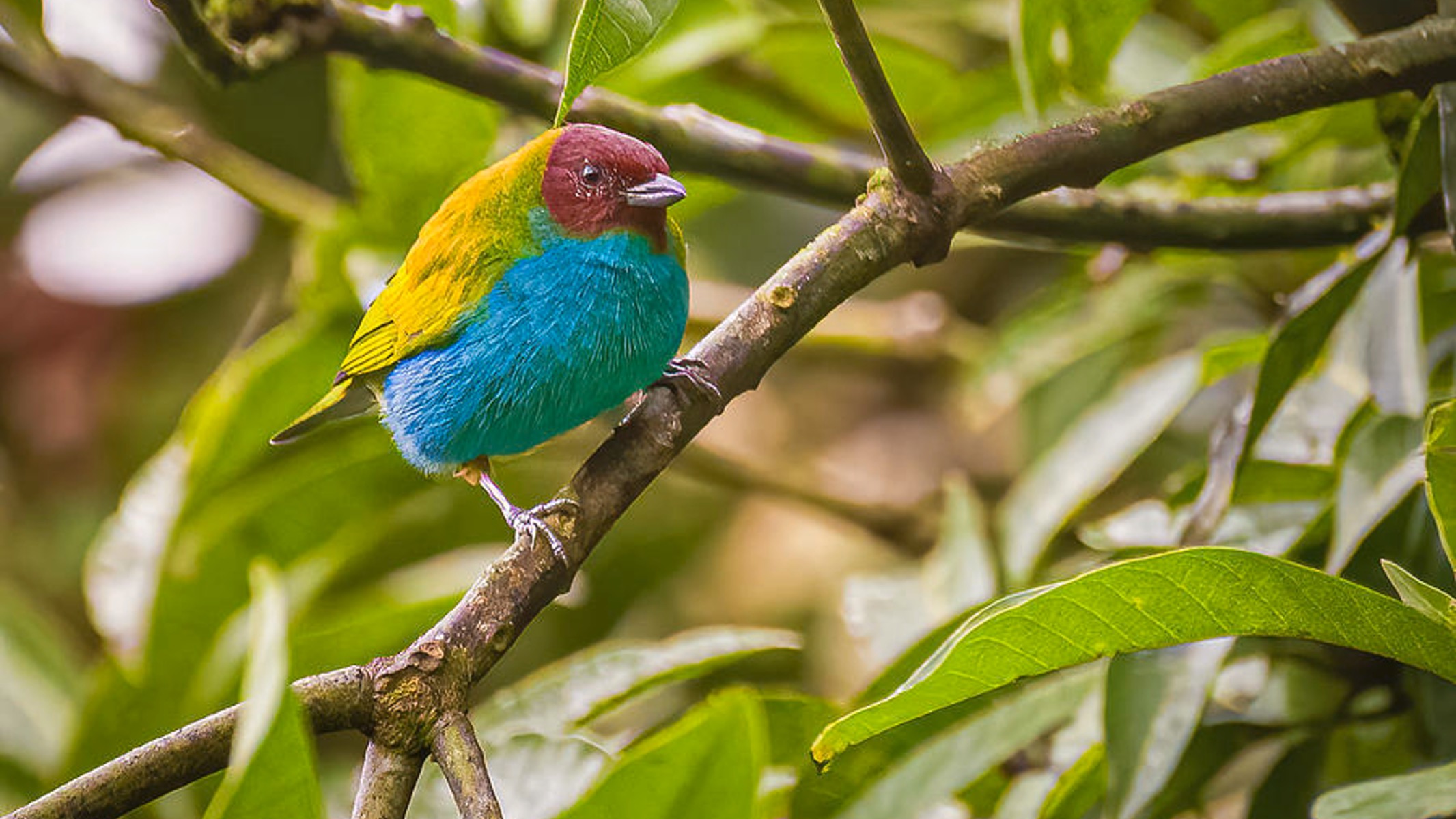 miles destinos, turismo, pasadias, transporte en ibagué, colombia